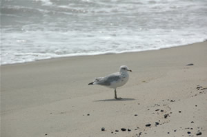 Seagull at Seven Presidents Oceanfront Park