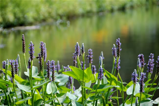 wildflowers in Holmdel Park