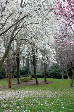 Shaw Arboretum