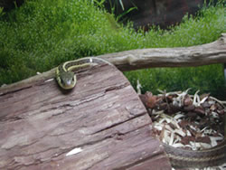 A snake in the exhibit