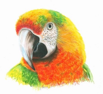 Harlequin Macaw by Lin Kossak