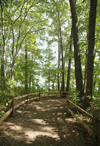 Photo of trail in Turkey Swamp Park