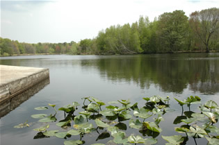 Photo of lake in Turkey Swamp Park