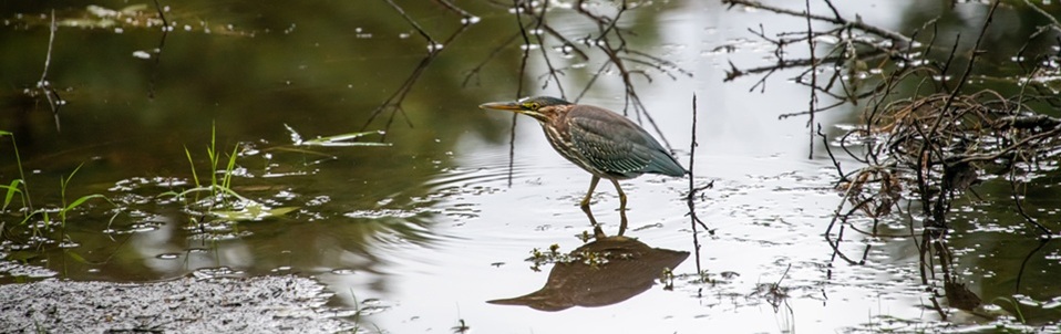 Look for wildlife in your county parks