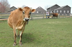 cow at longstreet farm
