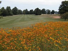 wildflowers decorate the scenery at hominy hill golf course