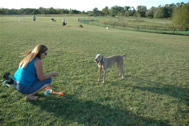 off-leash dog area at wolf hill